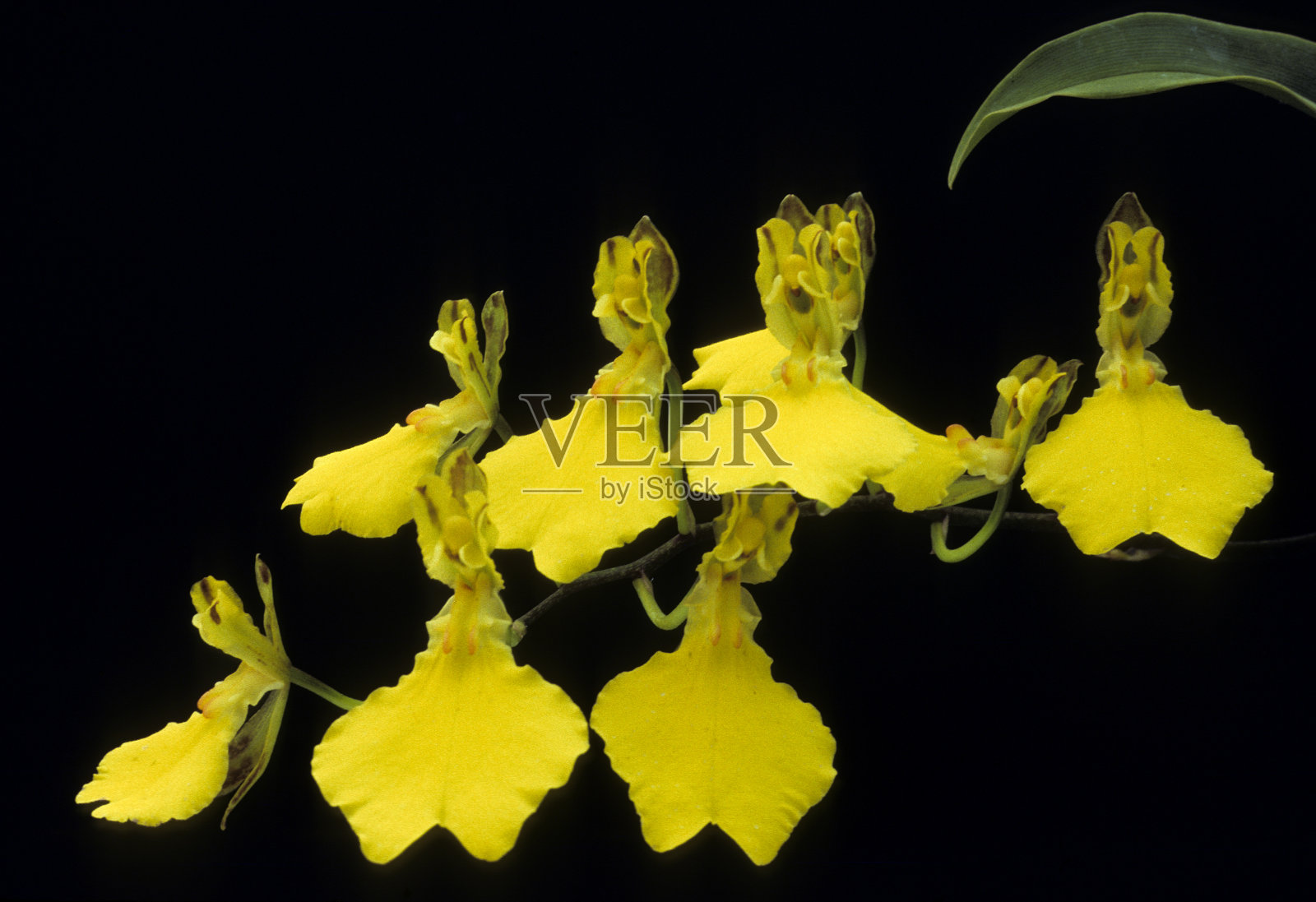 金蝶兰属植物照片摄影图片