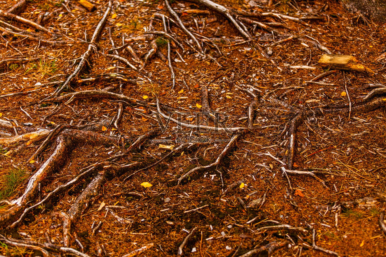 摘要森林中树根的背景照片摄影图片