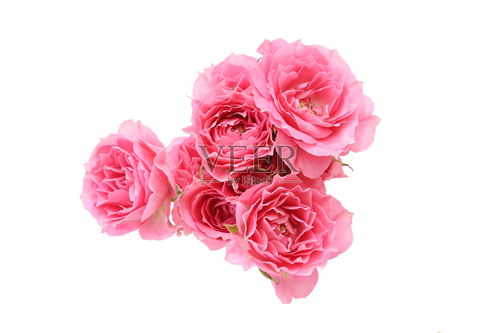 白色背景下的玫瑰花束照片摄影图片