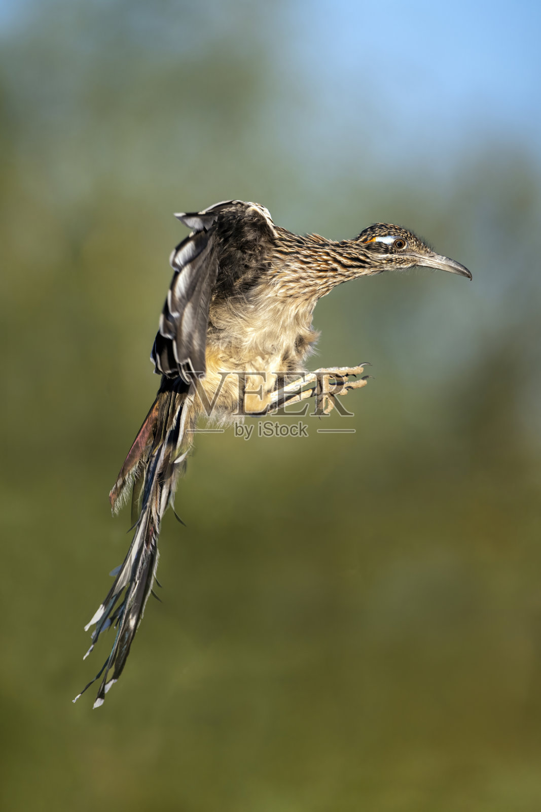 更大的奔跑者在飞行照片摄影图片