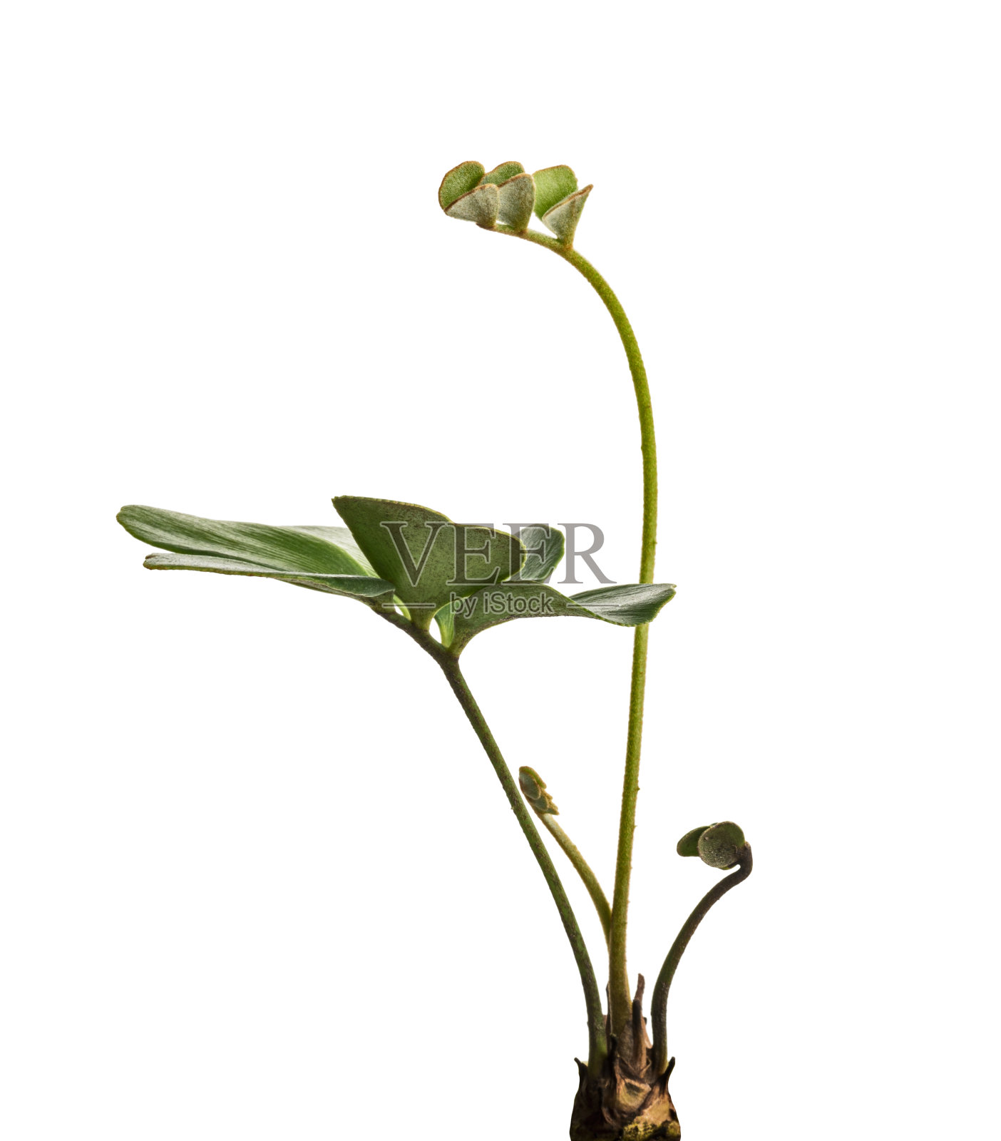 纸板棕榈或紫堇或墨西哥苏铁叶，热带叶孤立在白色背景上，有修剪路径照片摄影图片