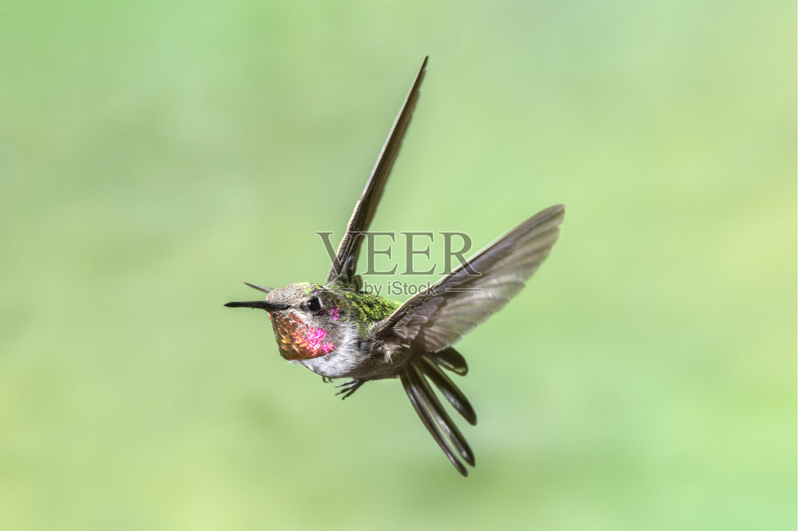 不成熟的雄性安娜的蜂鸟在一个扭曲的姿势照片摄影图片