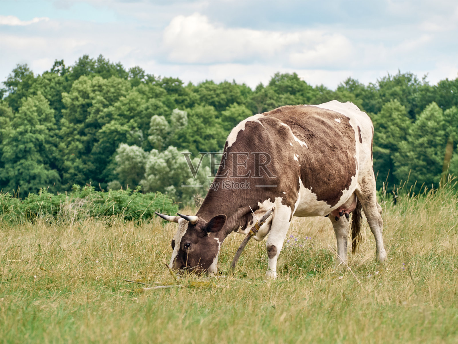 在牧场上吃草的牛。照片摄影图片
