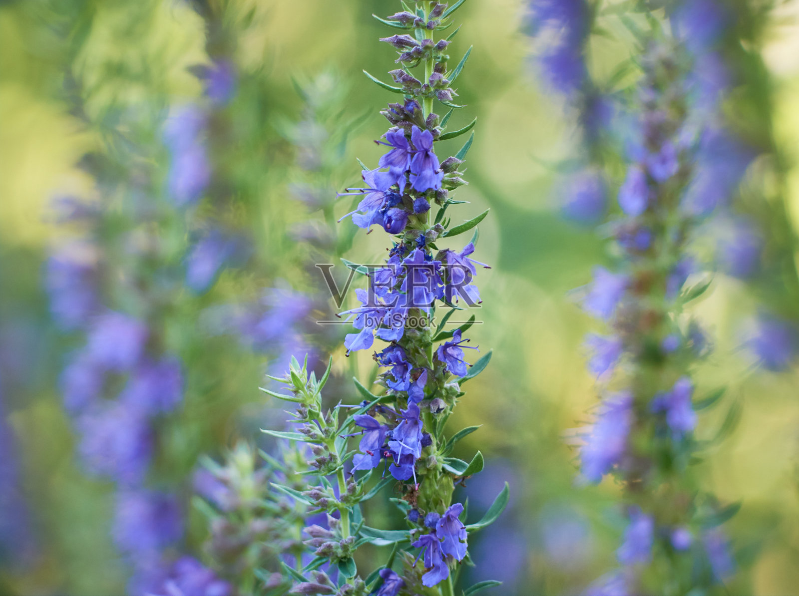 山茱萸的花照片摄影图片