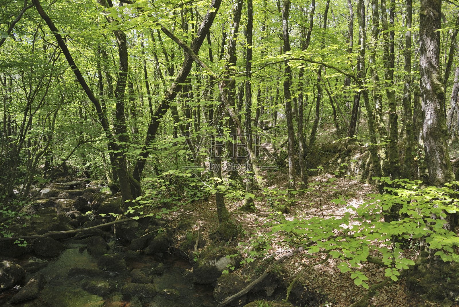 布列塔尼的森林和岩石照片摄影图片