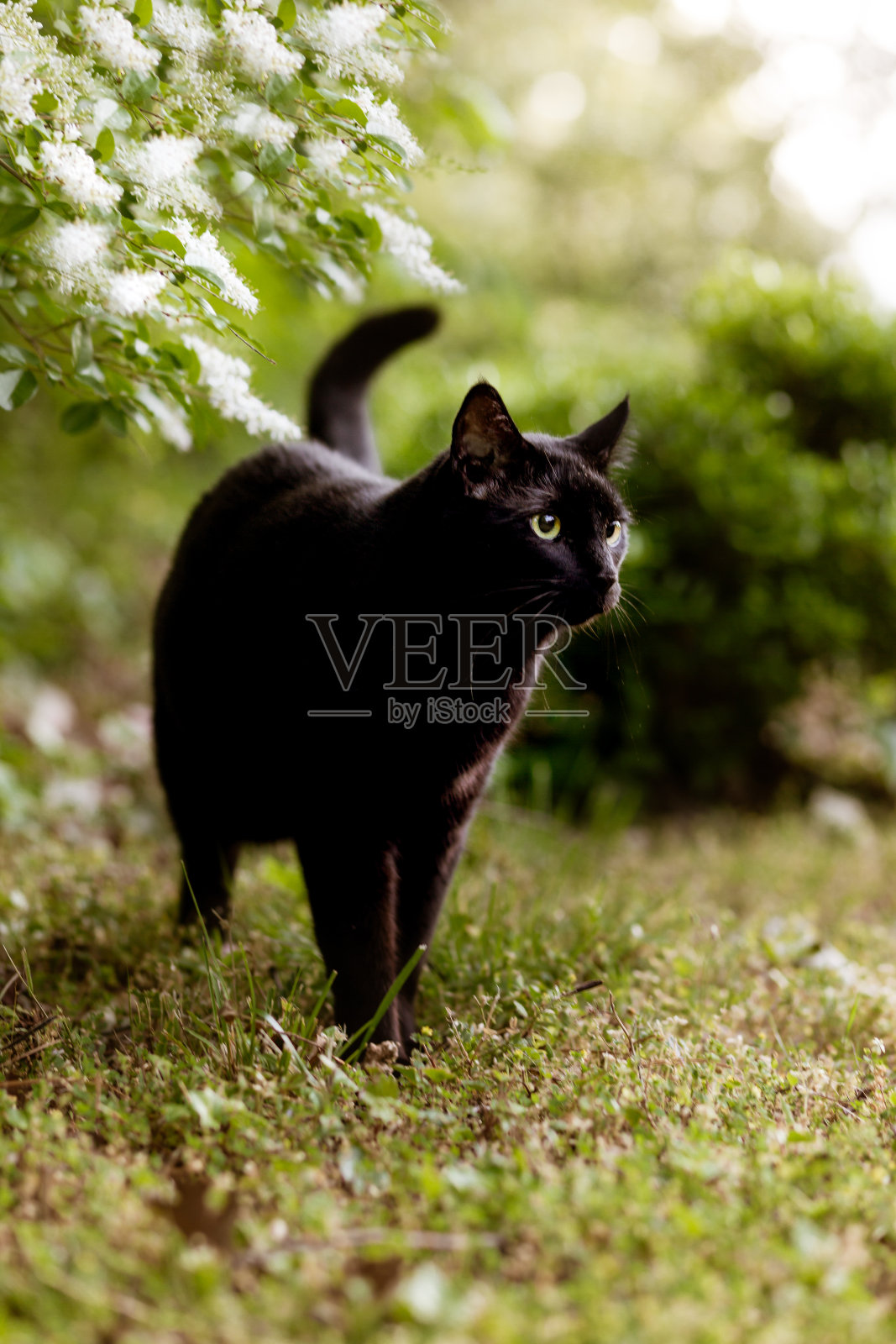 美丽的黑猫走在灌木丛旁照片摄影图片