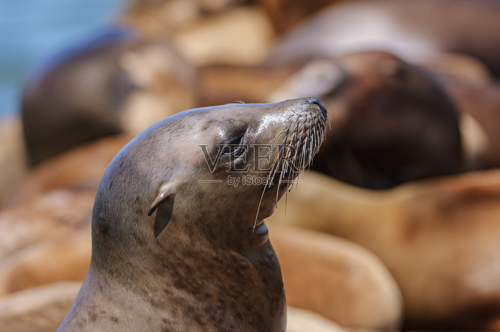 停靠在船坞上的野生海狮特写照片摄影图片
