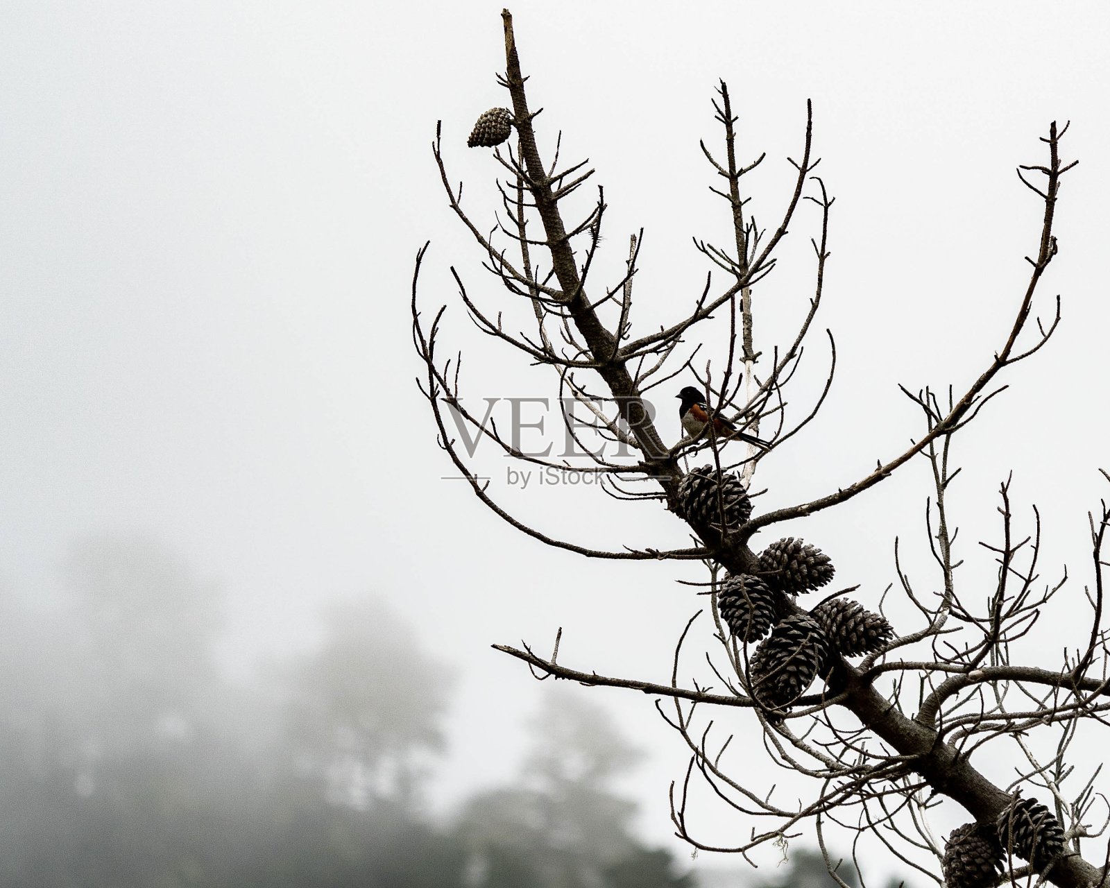 雾中的鸟照片摄影图片
