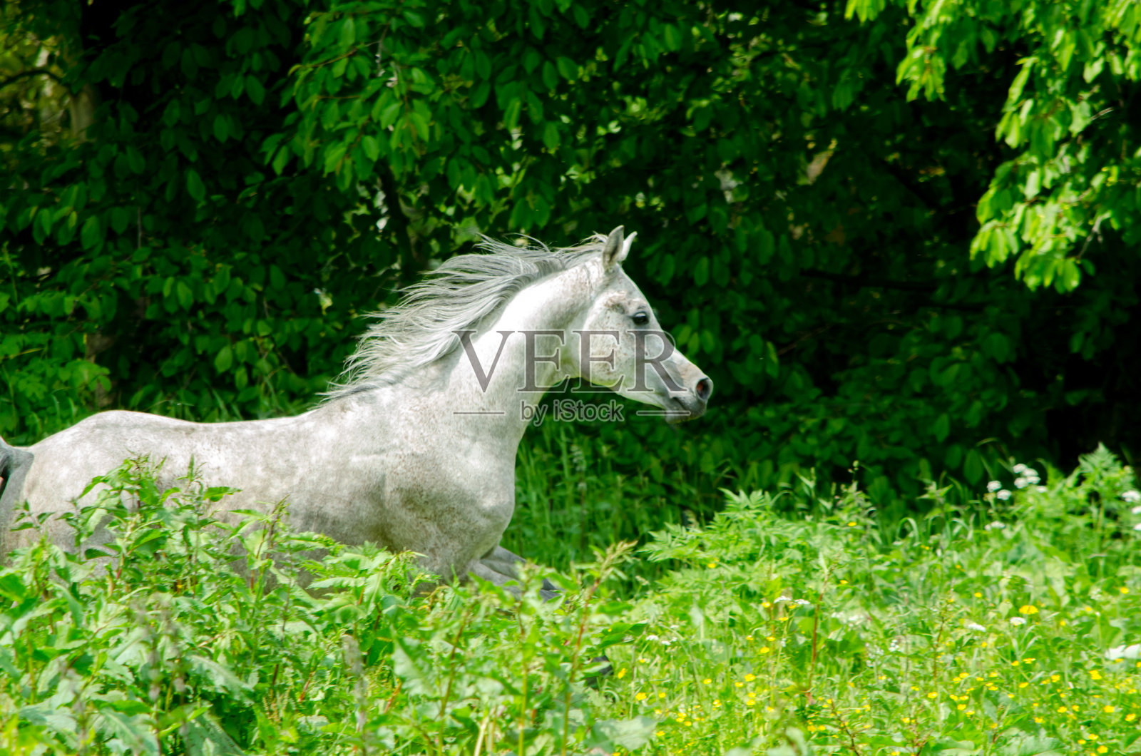 在牧场上奔驰的阿拉伯种马照片摄影图片