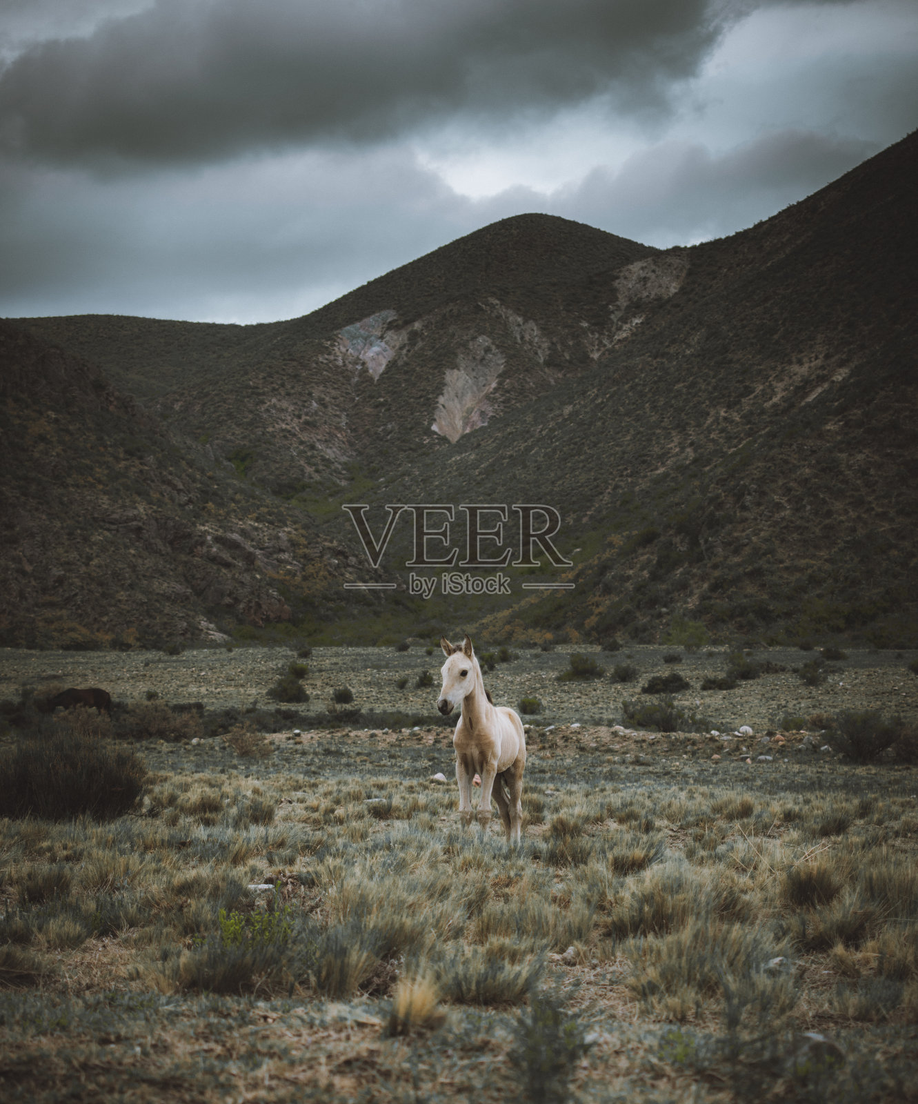 马在田野里吃草照片摄影图片