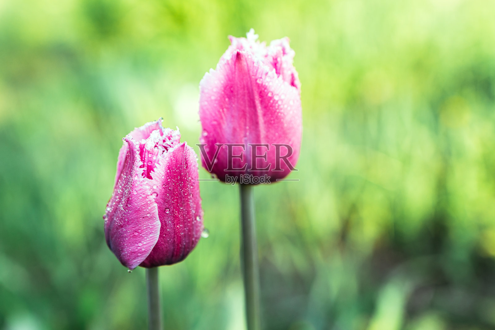 露珠上的郁金香特写，背郁金香出焦点和出焦点照片摄影图片