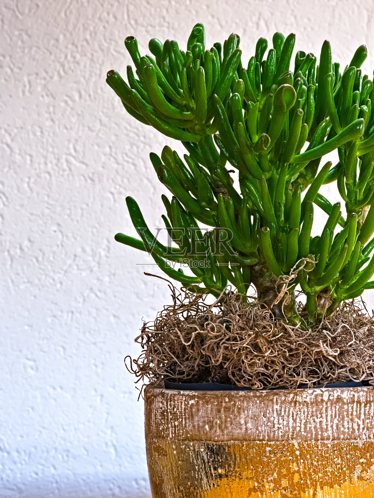 一种室内植物，有花盆和白色背景的装饰。照片摄影图片
