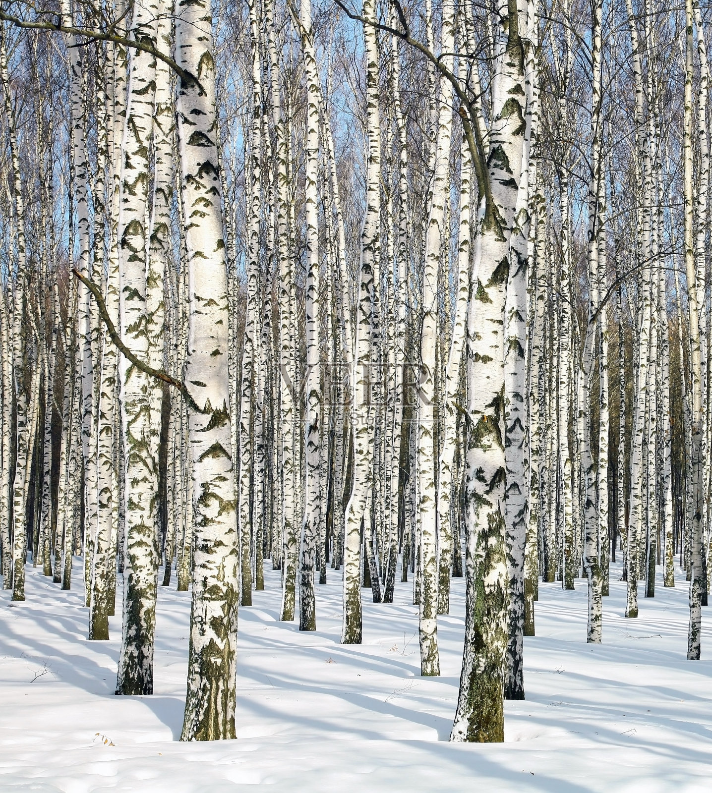 冬天桦树的树干在二月阳光下照片摄影图片