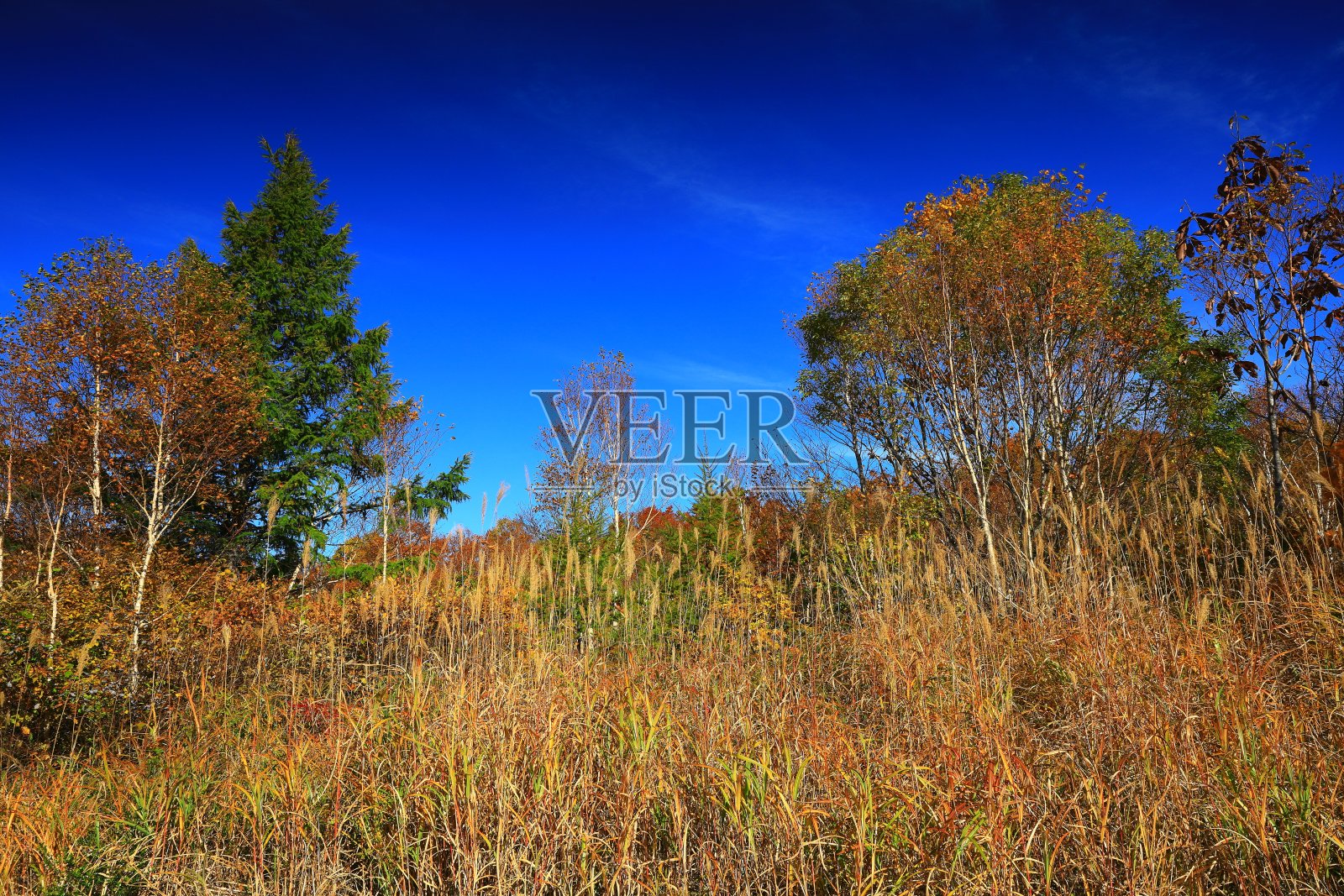 Appi高原的秋叶照片摄影图片