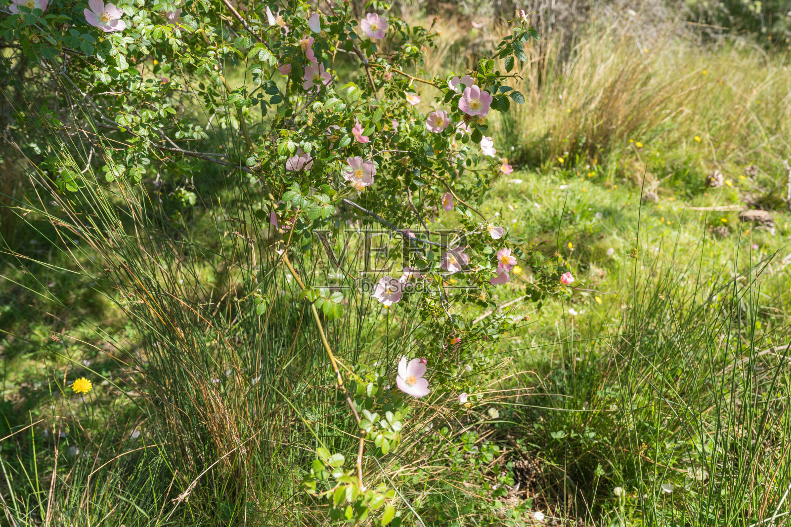 一种山地灌木的花照片摄影图片