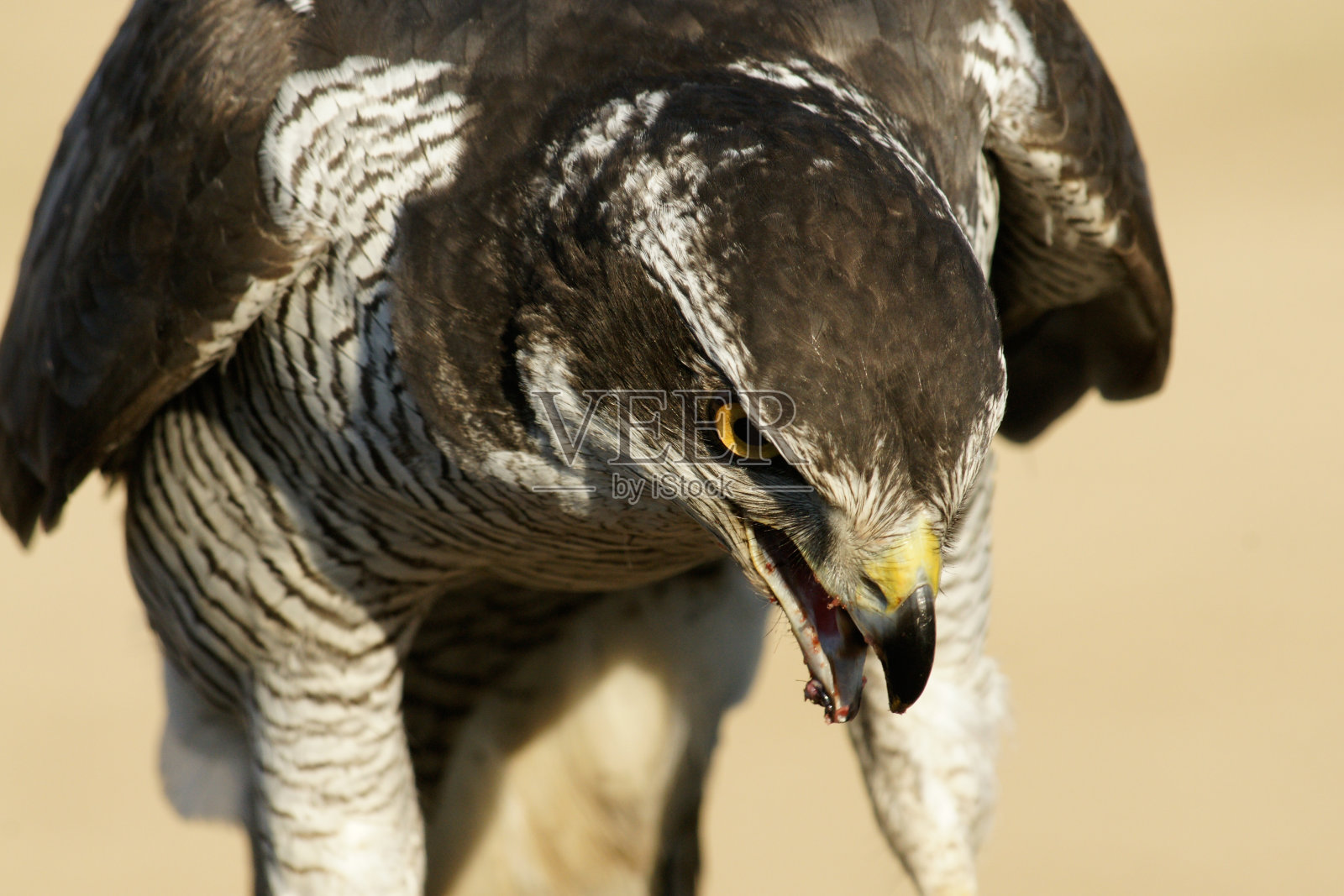 秃鹫吃肉的欧亚雀鹰照片摄影图片