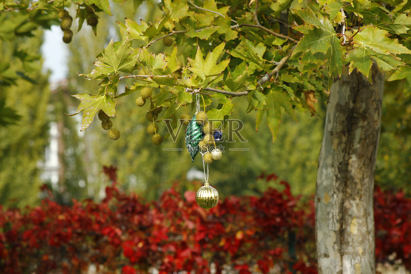 五颜六色的圣诞树装饰品挂在树枝上照片摄影图片