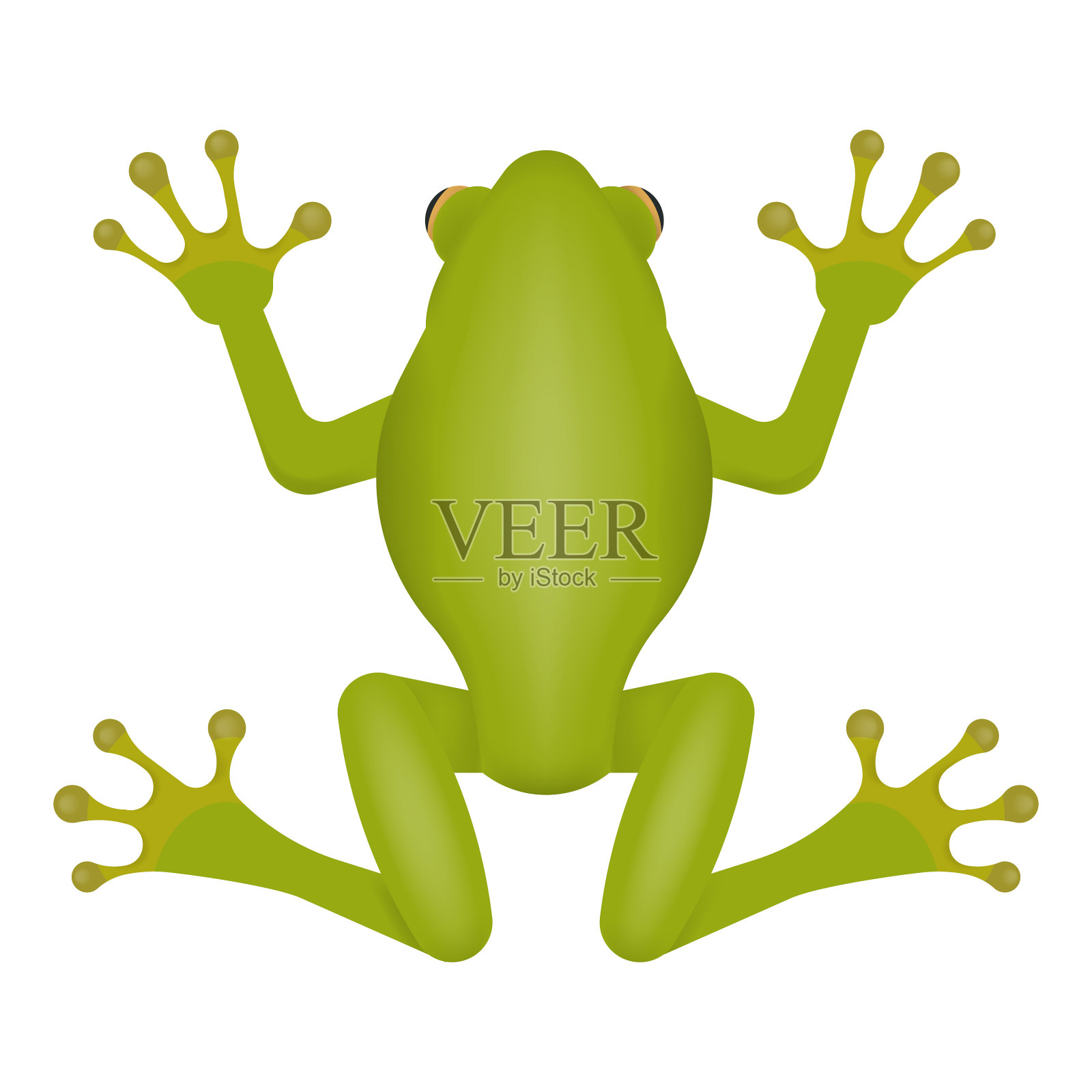 绿色青蛙孤立在白色背景上设计元素图片