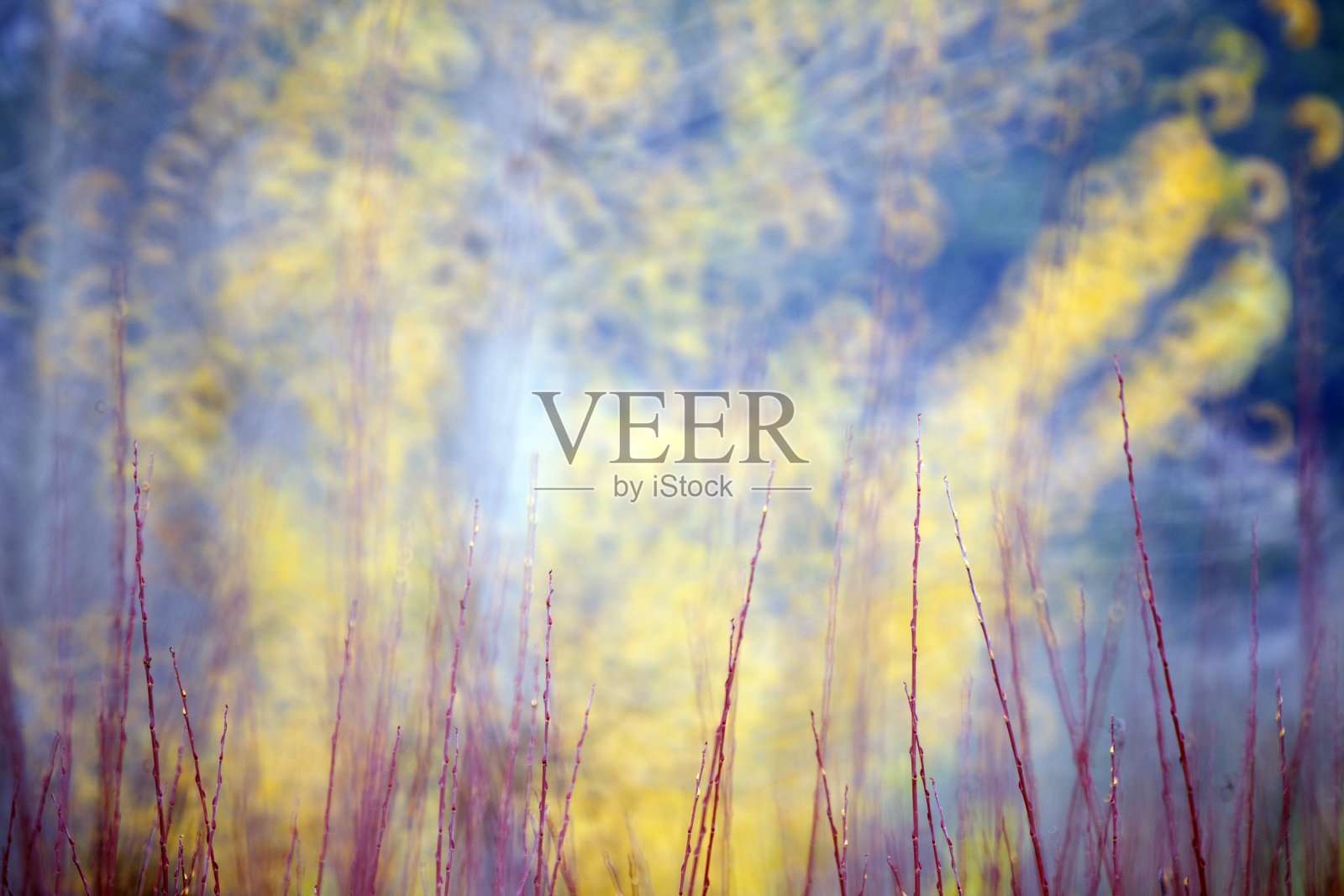 西班牙昆卡，卡纳马雷斯的柳条秋季栽培照片摄影图片