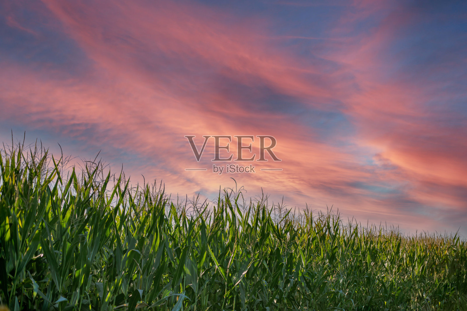 彩云日落或日出时种植的玉米照片摄影图片