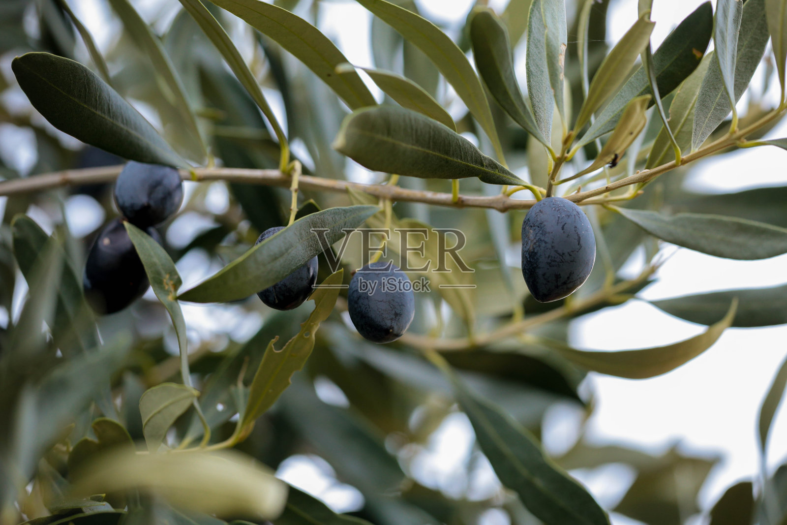 橄榄为油，叶树为天然食品背景照片摄影图片