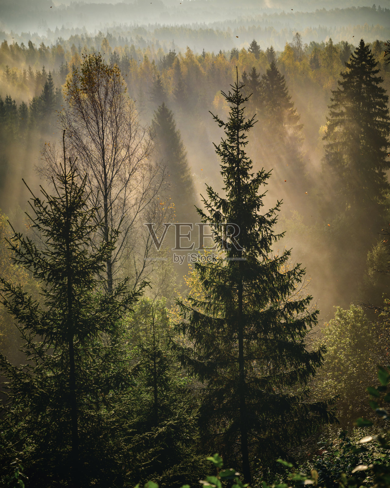 特写云杉树在五颜六色的秋天日出森林与雾。照片摄影图片