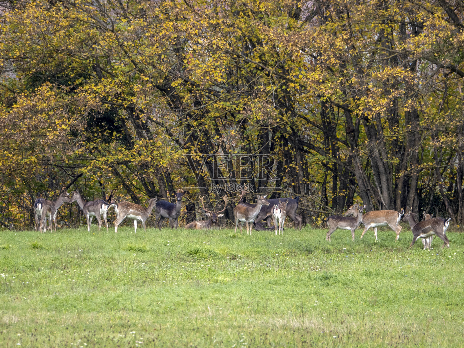 休鹿家族在秋天喜欢绘画的季节照片摄影图片