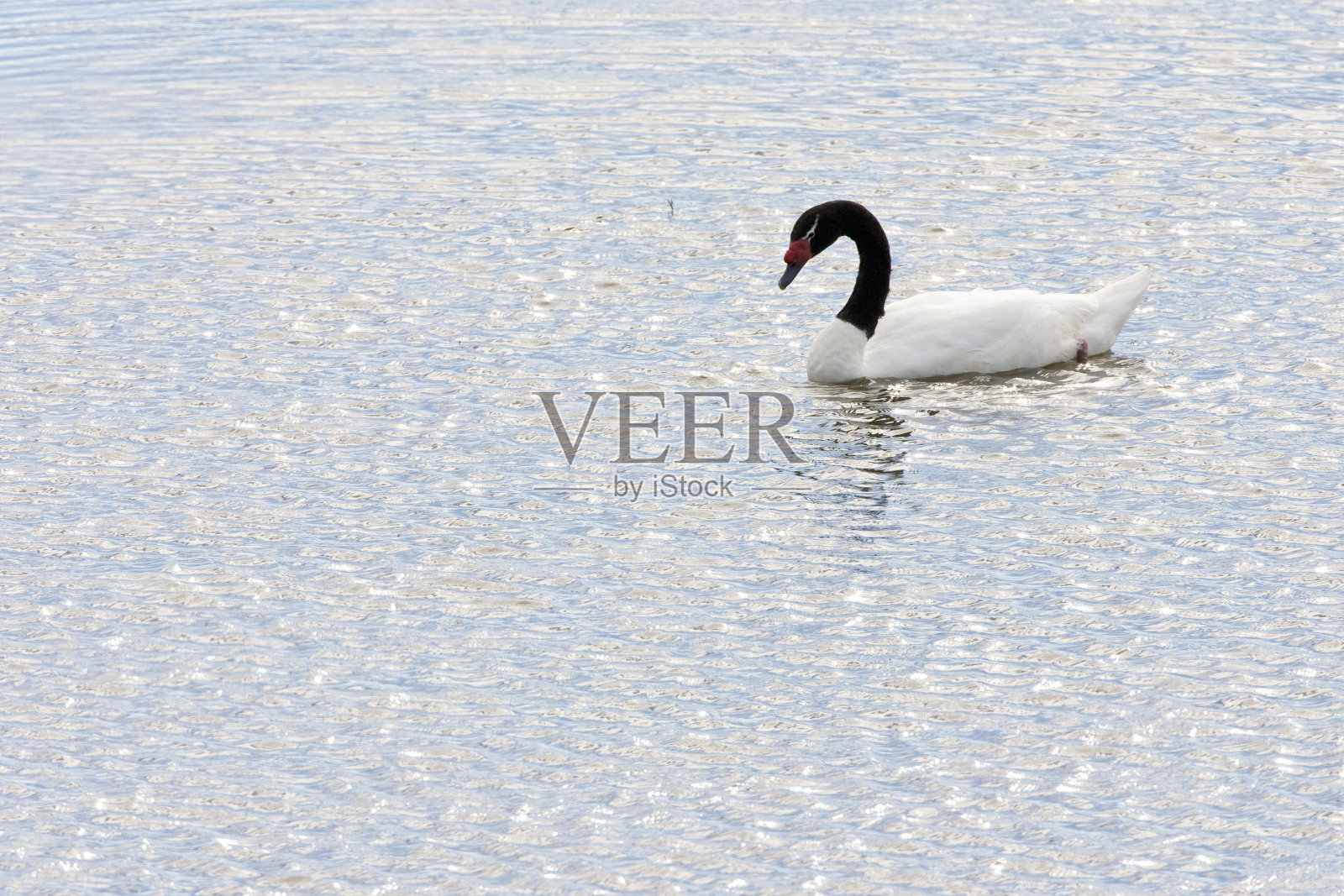 黑颈天鹅照片摄影图片