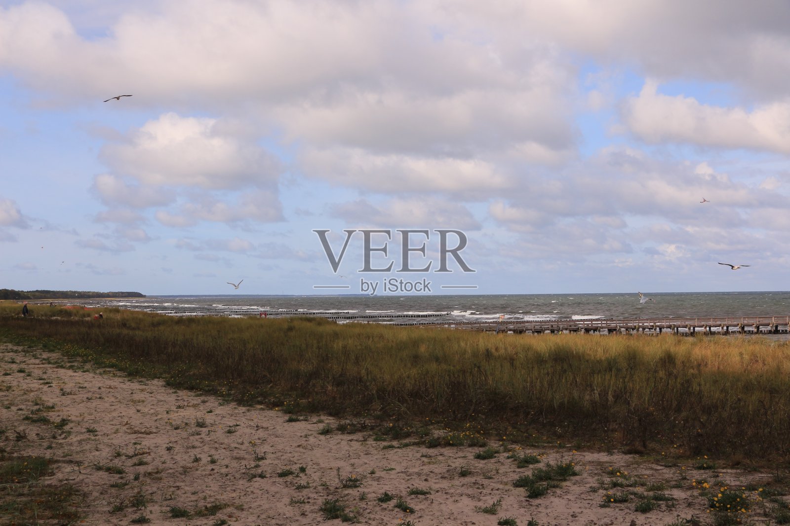 Zingst沙丘的景色照片摄影图片