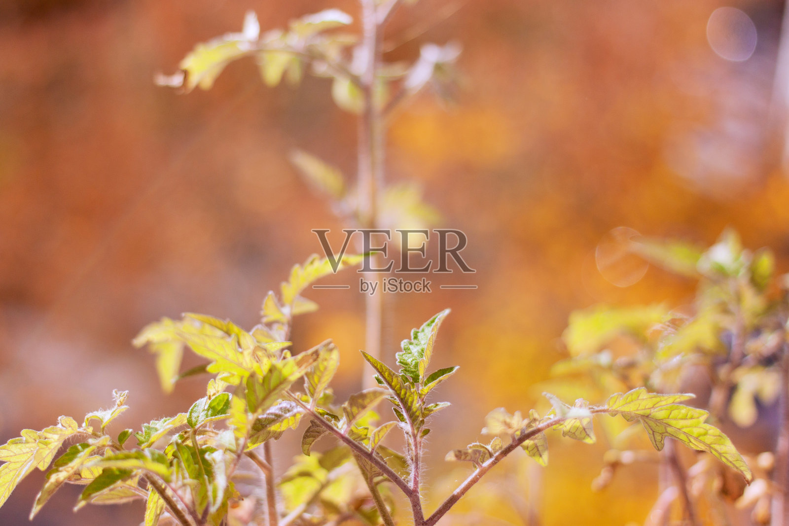 小蕃茄植株在容器盒与柔和散焦背景照片摄影图片