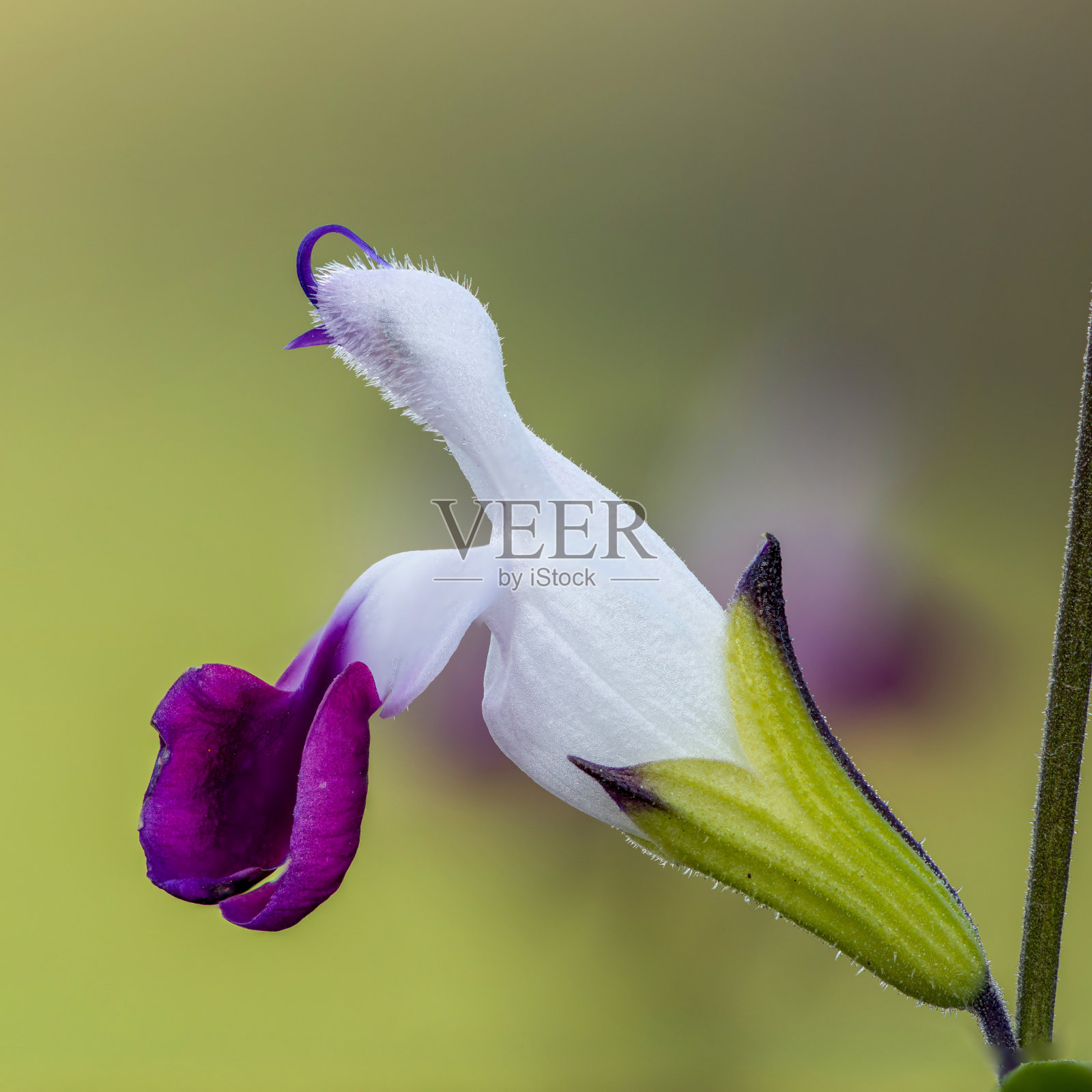紫色和白色的鼠尾草花照片摄影图片