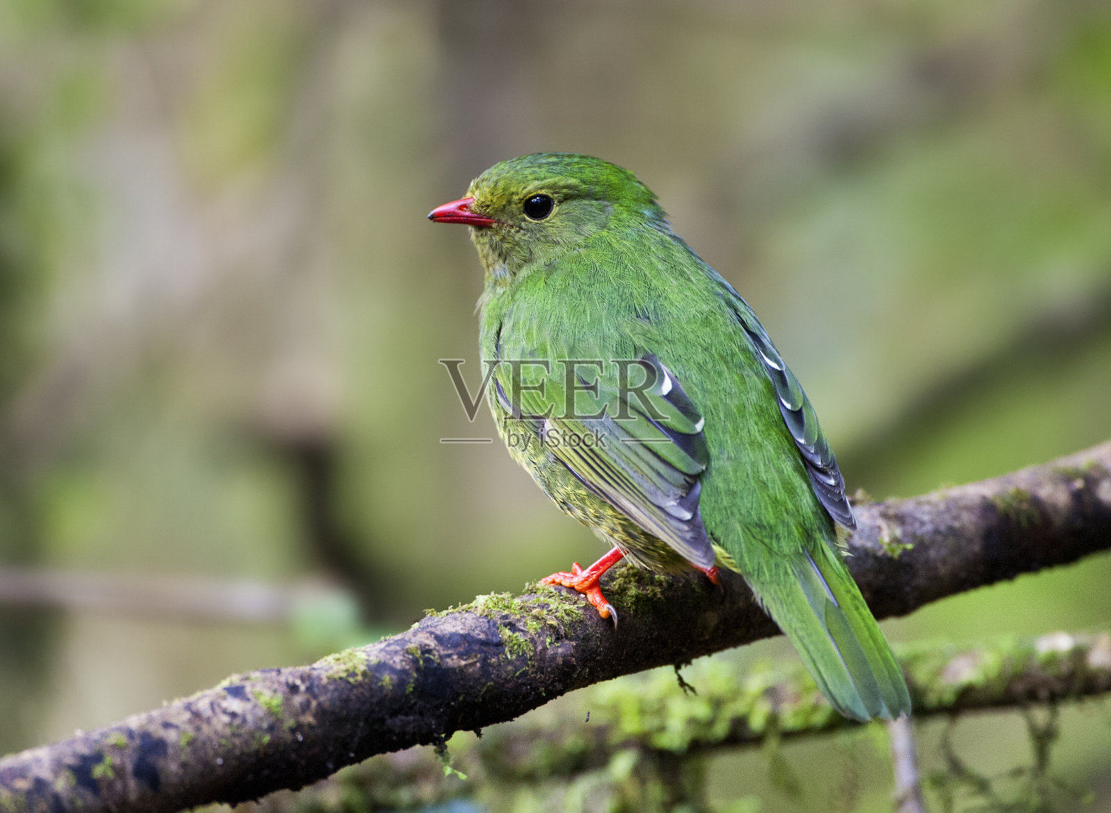 绿黑果食者，皮普瑞奥拉·里费里照片摄影图片