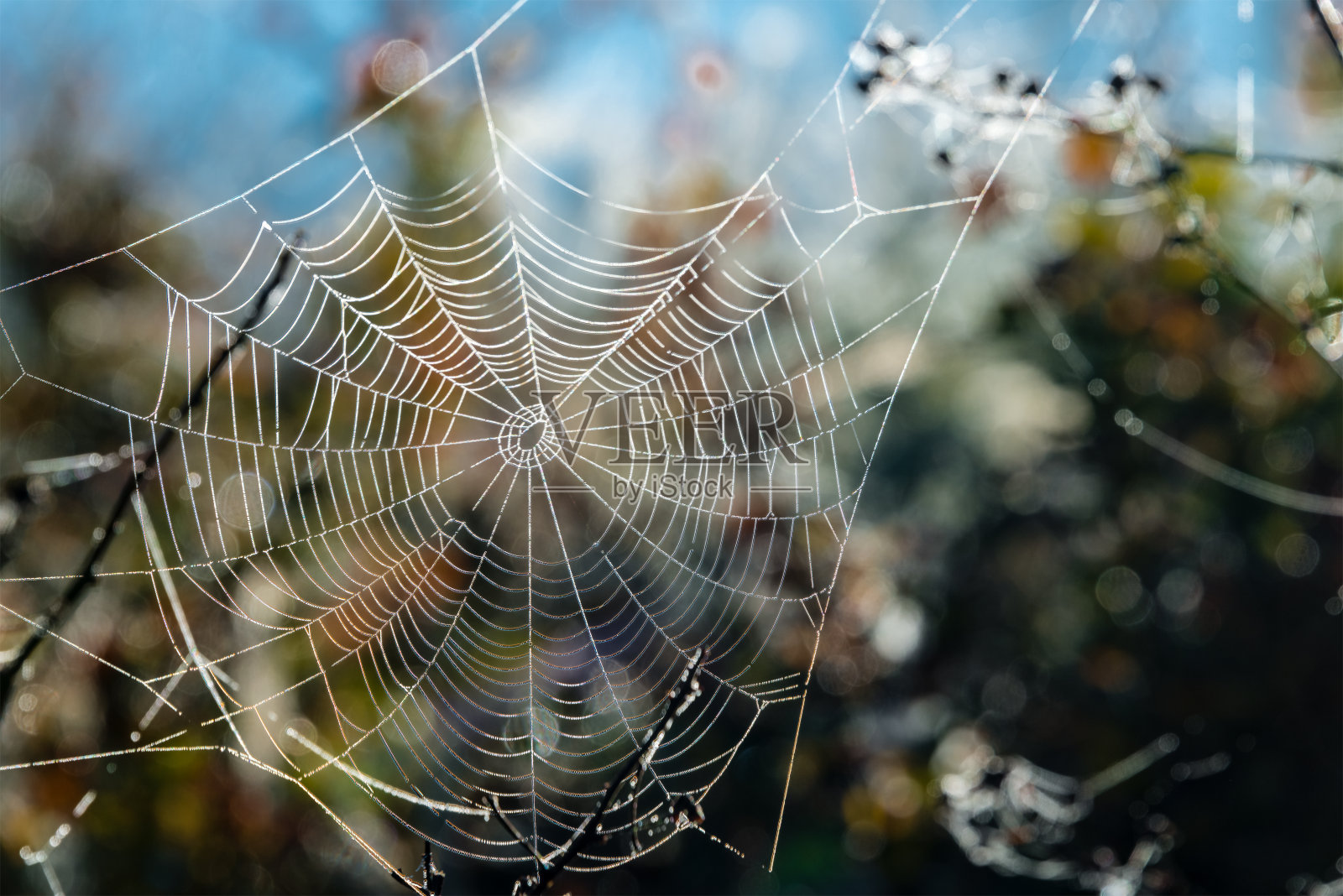 在澳大利亚的小阳春蜘蛛网令人惊叹的景色照片摄影图片