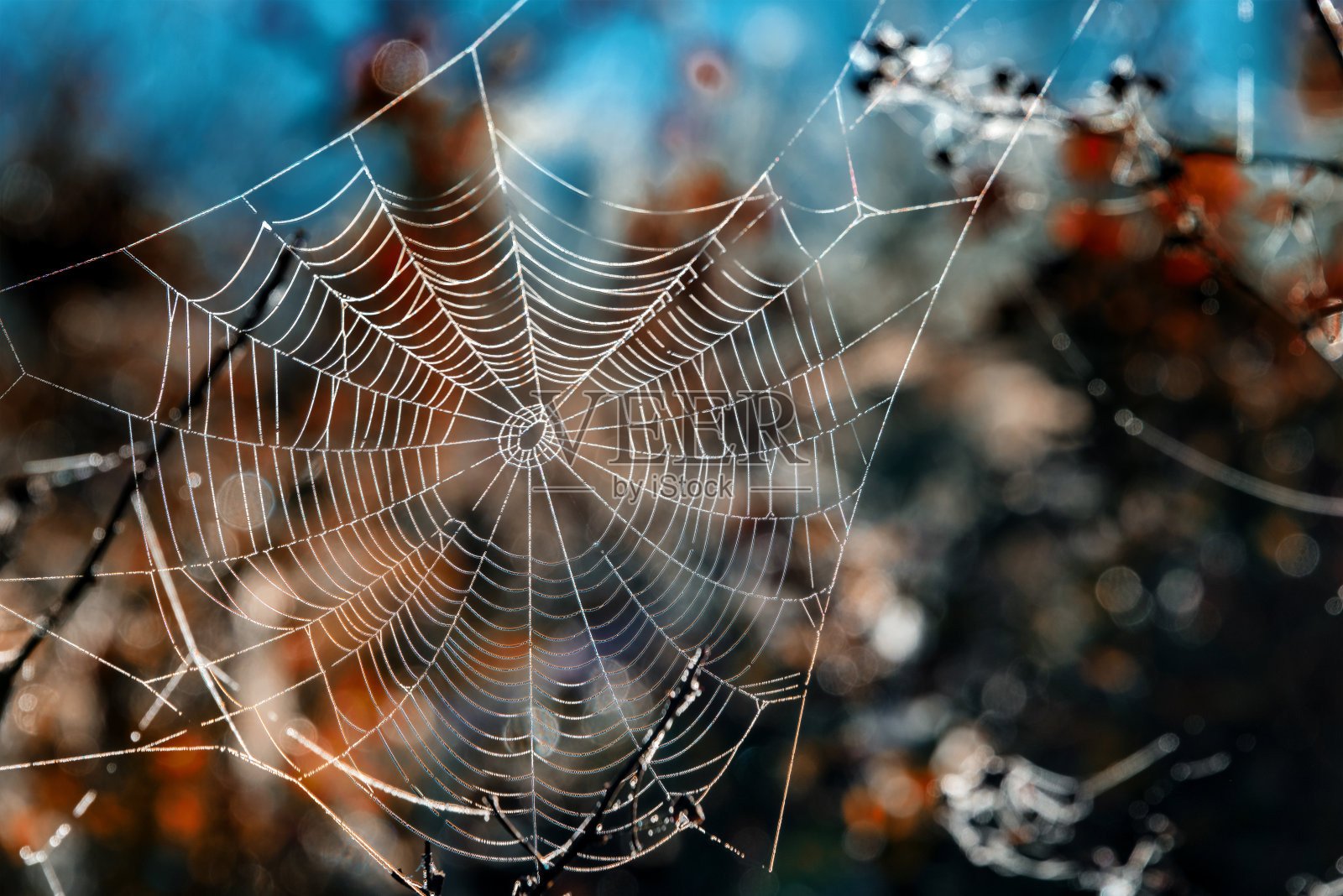 在澳大利亚的小阳春蜘蛛网令人惊叹的景色照片摄影图片