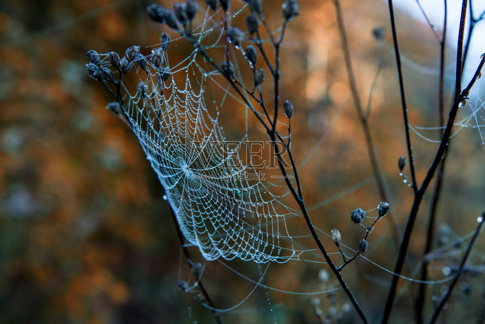 在澳大利亚的小阳春蜘蛛网令人惊叹的景色照片摄影图片