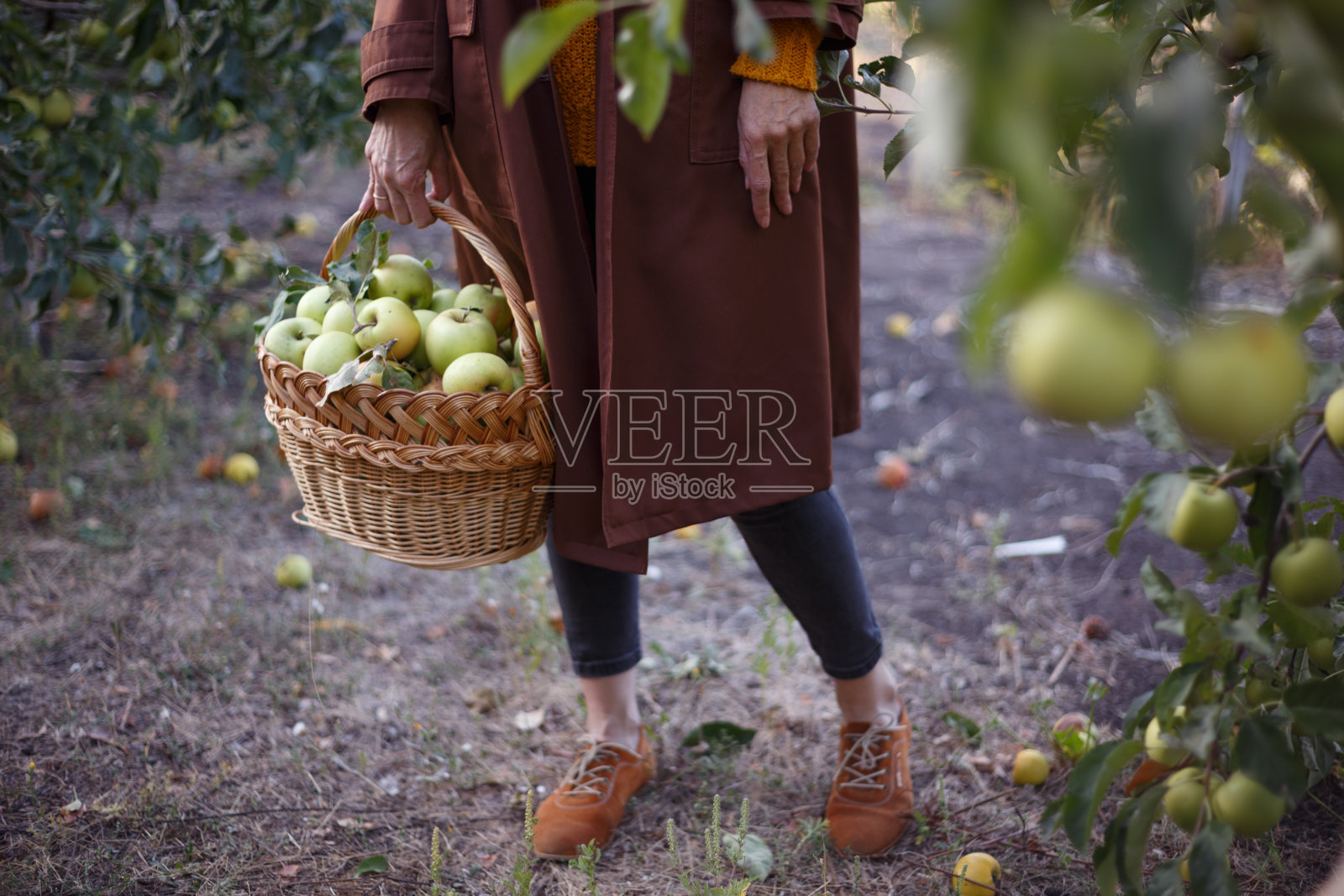 快乐的女孩在花园里提着一个装满多汁苹果的篮子照片摄影图片