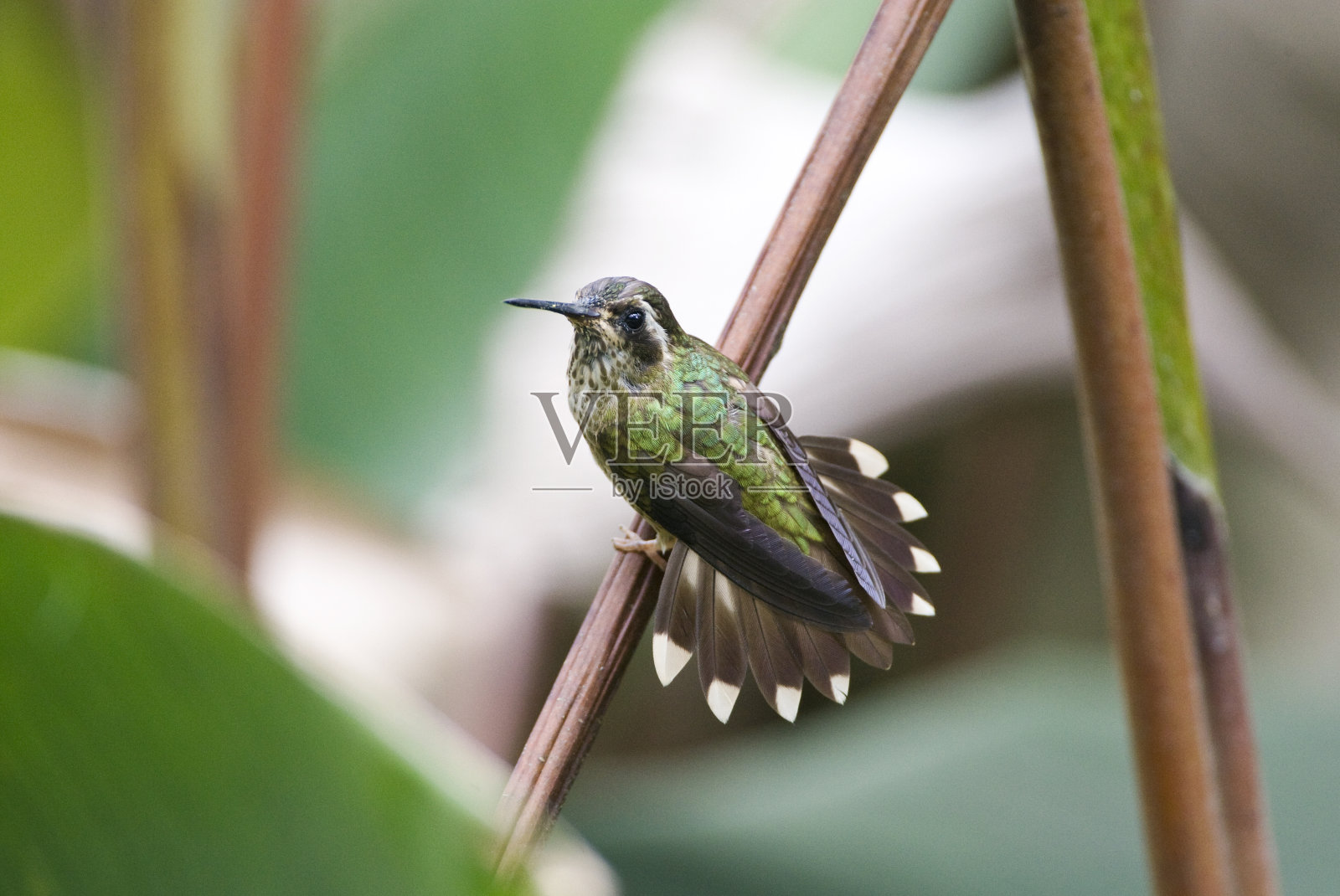 斑点蜂鸟，黑素阿德莱德照片摄影图片