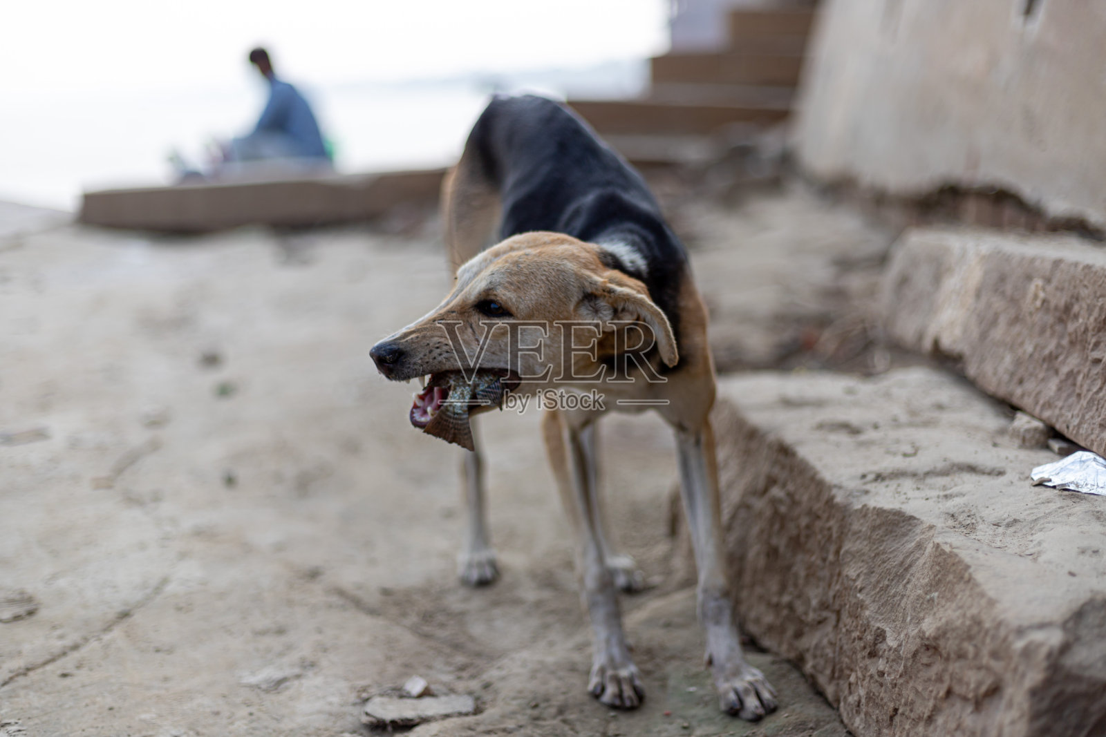 印度瓦拉纳西的一条狗在捕鱼照片摄影图片