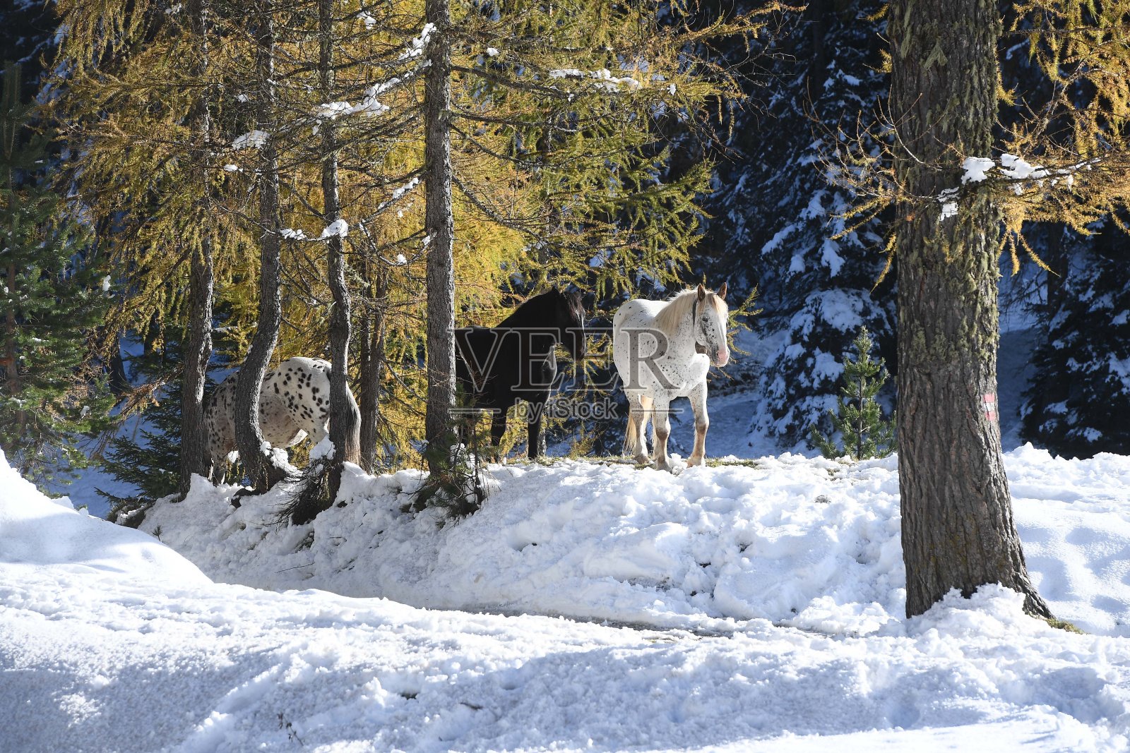 意大利的CORTINA D'AMPEZZO DOLOMITI ITALY照片摄影图片