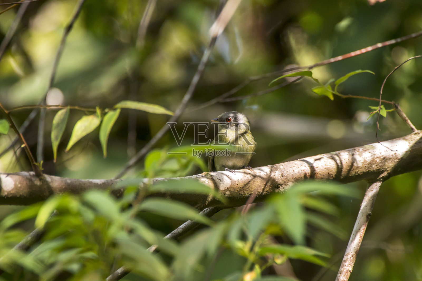 白冠马纳金摄于圣埃斯皮里托的林哈拉斯。巴西东南部。照片摄影图片