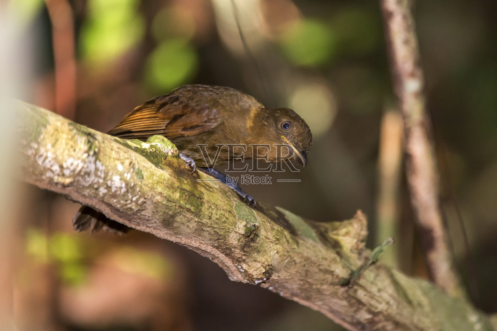 在圣埃斯皮里图的Linhares拍摄的画眉像Schiffornis。照片摄影图片