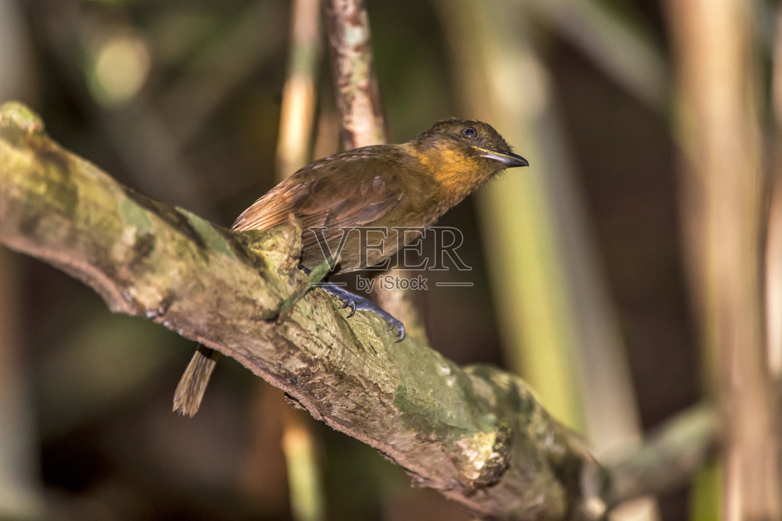 在圣埃斯皮里图的Linhares拍摄的画眉像Schiffornis。照片摄影图片