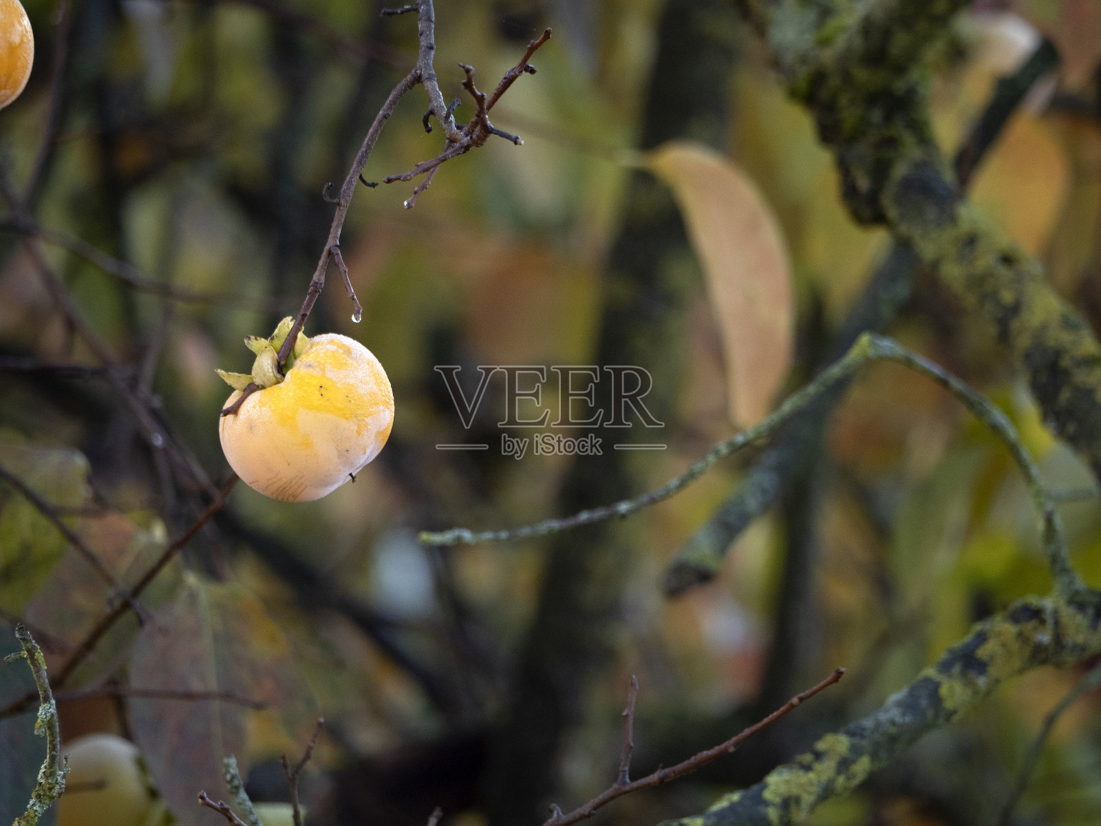 秋天柿子树和树叶照片摄影图片