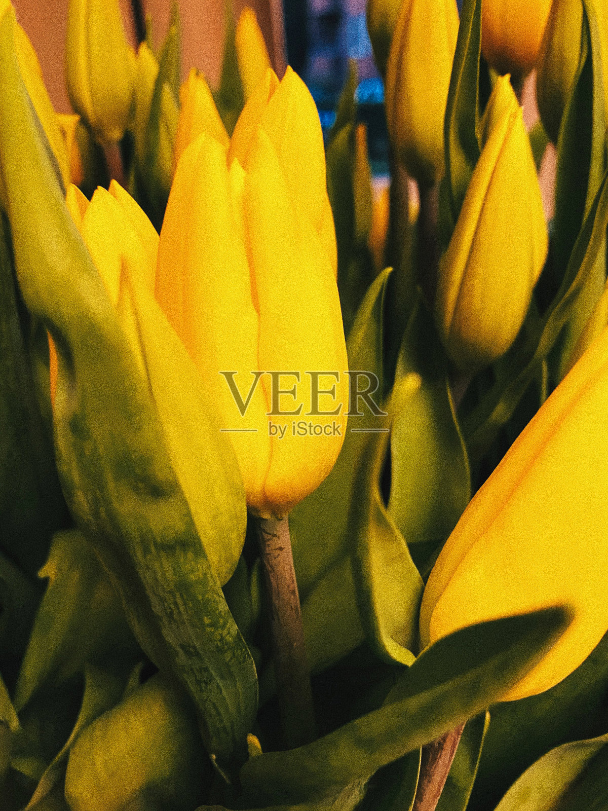 黄色的郁金香凑近了照片摄影图片