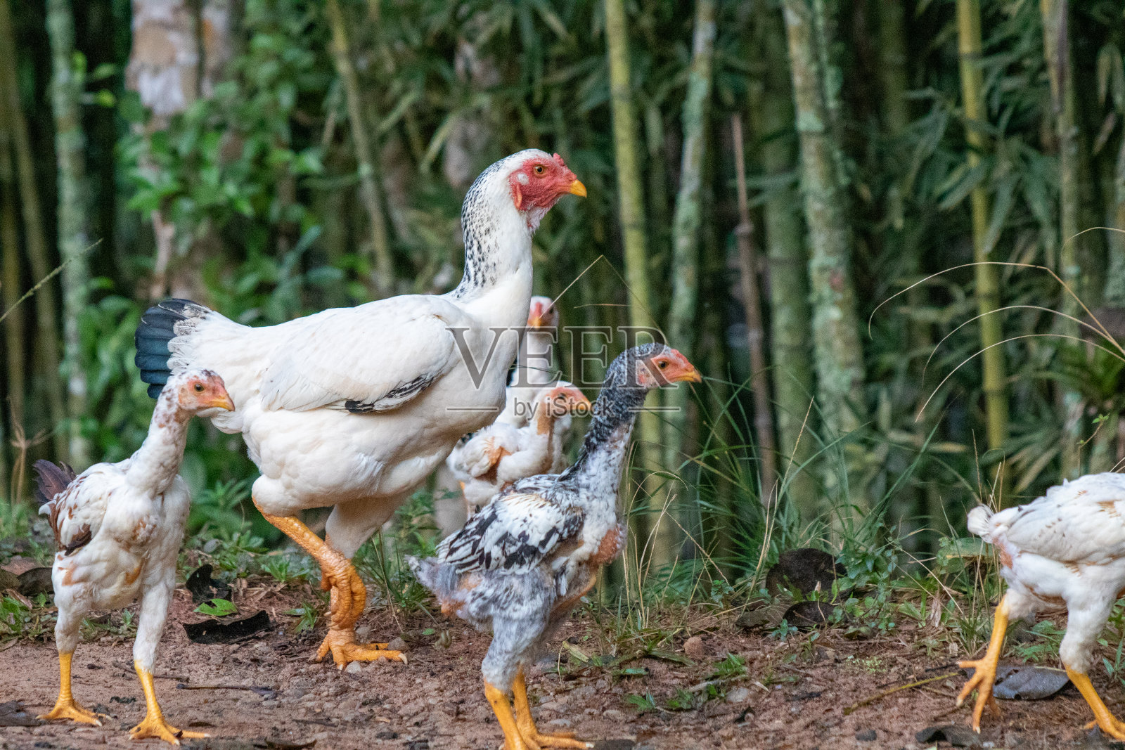农场里的小鸡照片摄影图片