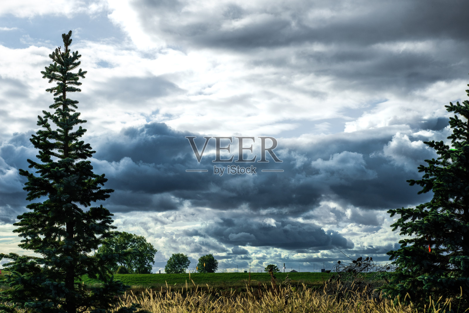 树木勾勒出暴风雨的轮廓照片摄影图片