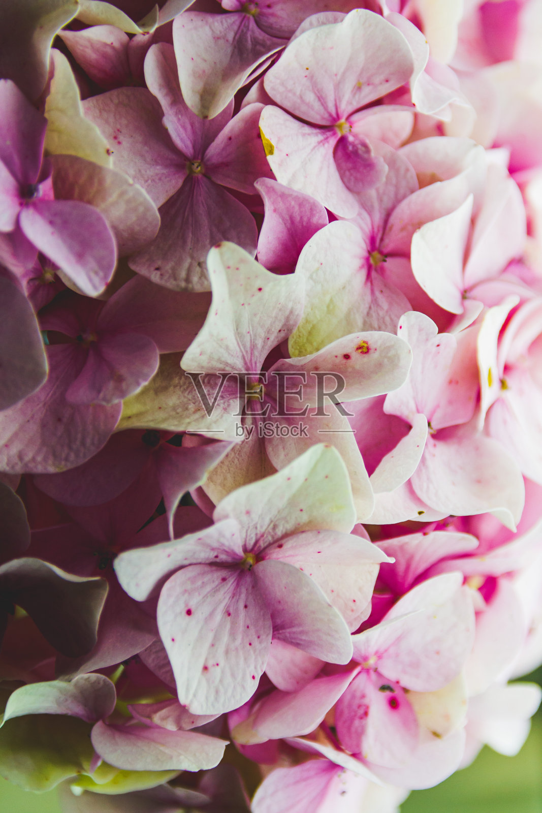 玻璃花瓶里有绿色和粉红色的绣球花照片摄影图片