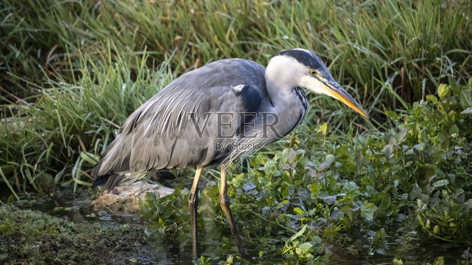 一只寻找鱼的苍鹭照片摄影图片