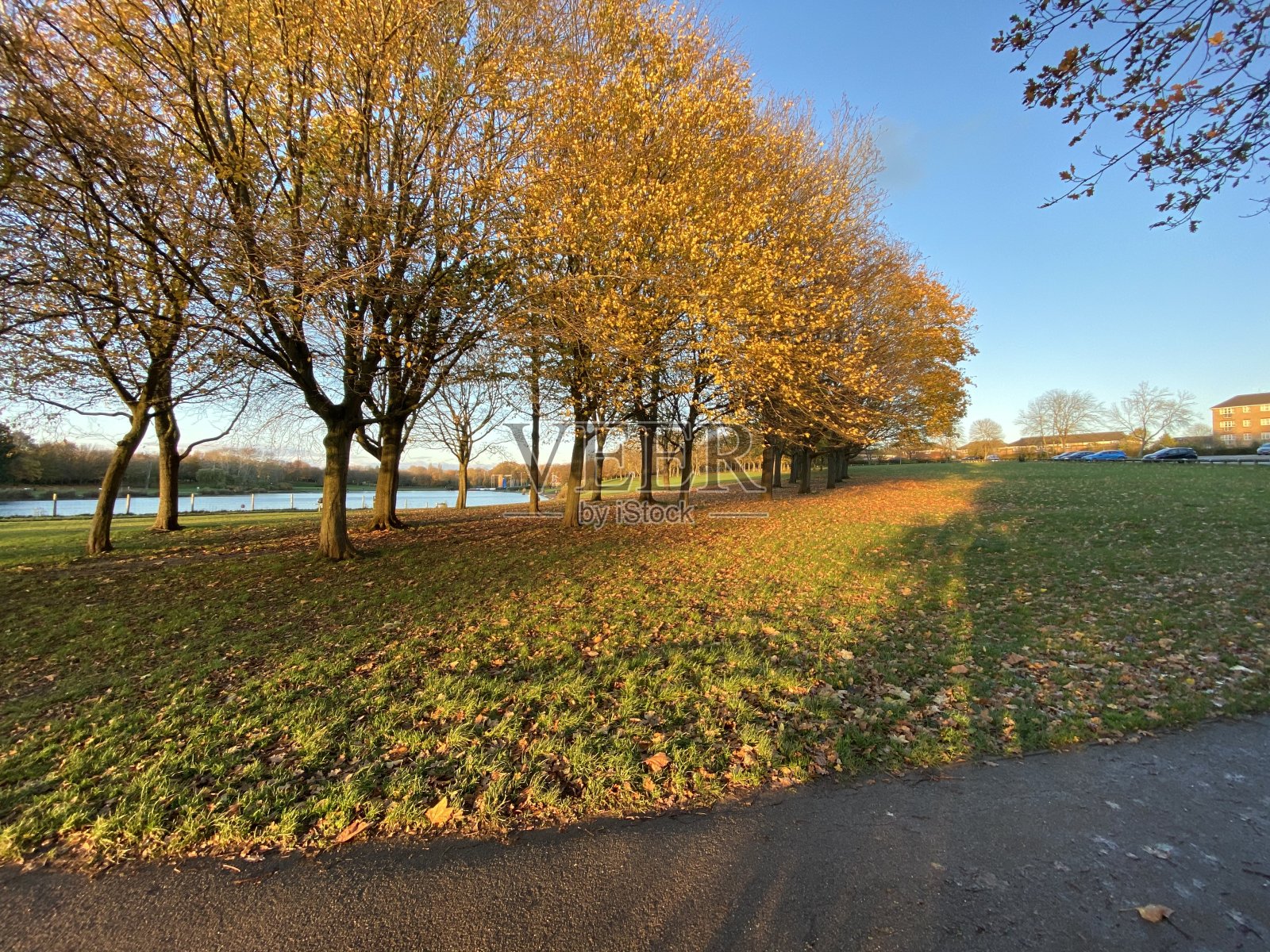 美丽的金色树叶铺在红色的树叶地毯上照片摄影图片