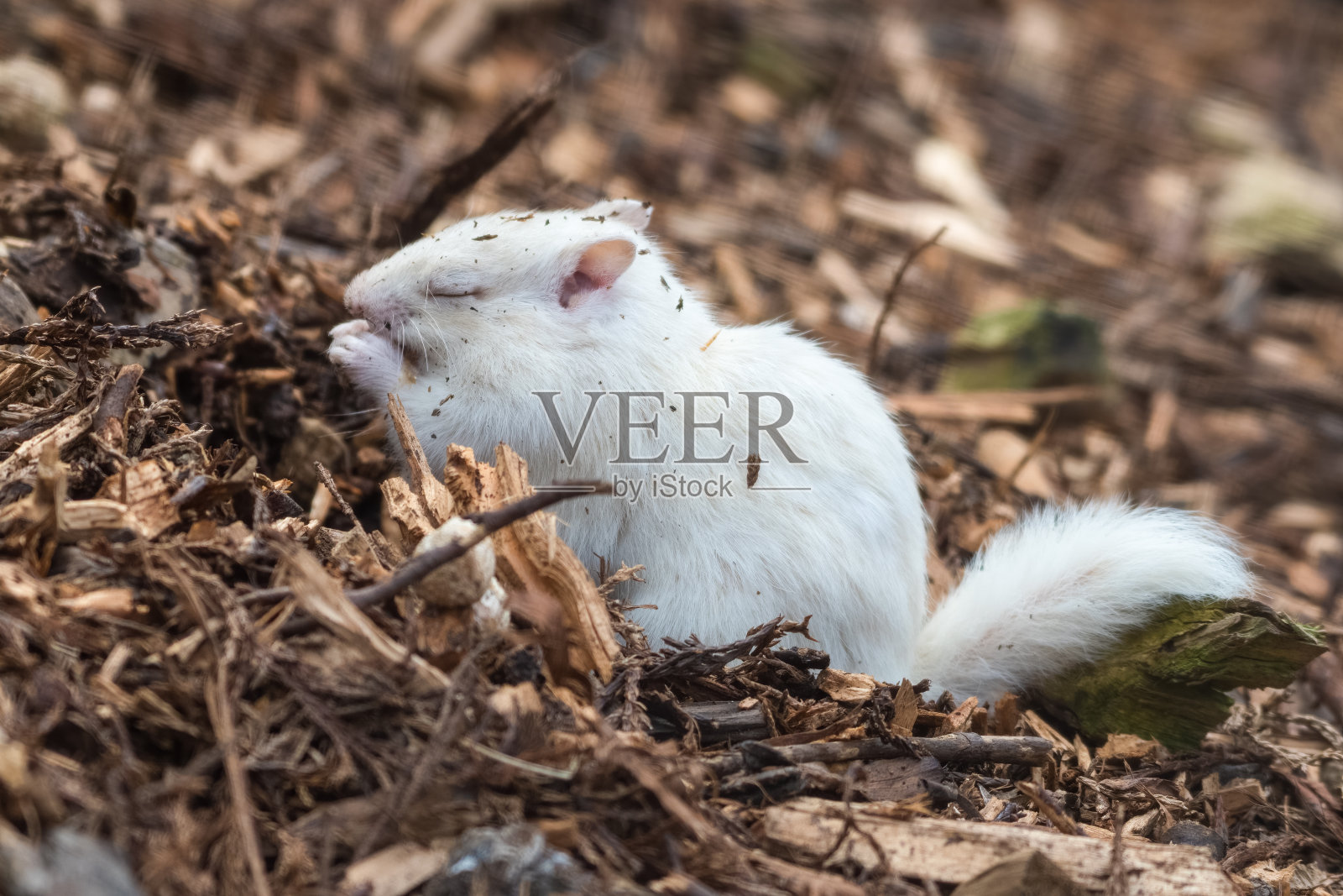 白化花栗鼠在地面上进食照片摄影图片